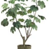 48" Fig Plant In Clay Pot Green