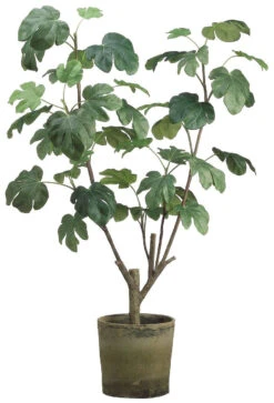 48" Fig Plant In Clay Pot Green